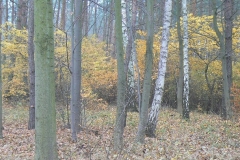17 listopad 2012