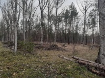 21 grudzień 2019