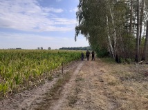 Grodzenie upraw kukurydzy