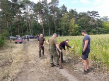 Grodzenie upraw kukurydzy