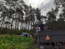 Grodzenie upraw kukurydzy