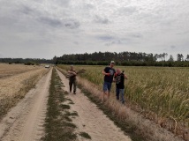 Grodzenie upraw kukurydzy