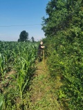 Naprawa pastucha elektrycznego, wykaszanie i oprysk