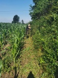 Naprawa pastucha elektrycznego, wykaszanie i oprysk