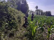 Naprawa pastucha elektrycznego, wykaszanie i oprysk