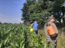 Naprawa pastucha elektrycznego, wykaszanie i oprysk