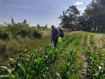 Naprawa pastucha elektrycznego, wykaszanie i oprysk