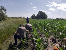 Naprawa pastucha elektrycznego, wykaszanie i oprysk