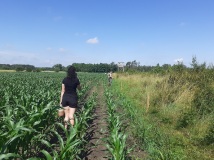 Naprawa pastucha elektrycznego, wykaszanie i oprysk
