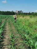 Naprawa pastucha elektrycznego, wykaszanie i oprysk