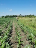 Naprawa pastucha elektrycznego, wykaszanie i oprysk
