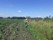 Naprawa pastucha elektrycznego, wykaszanie i oprysk