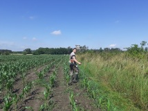 Naprawa pastucha elektrycznego, wykaszanie i oprysk