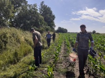 Naprawa pastucha elektrycznego, wykaszanie i oprysk