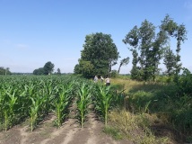 Naprawa pastucha elektrycznego, wykaszanie i oprysk