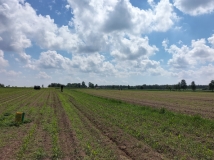 Przesiew upraw kukurydzy