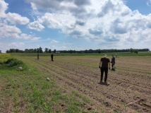 Przesiew upraw kukurydzy