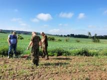 Przesiew upraw kukurydzy