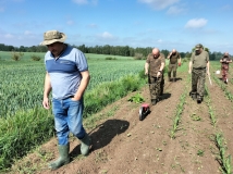 Przesiew upraw kukurydzy