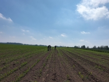 Przesiew upraw kukurydzy