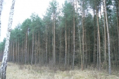 11 styczeń 2014