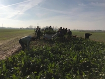 Obsiewanie pasów zaporowych