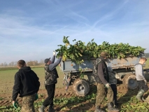 Obsiewanie pasów zaporowych