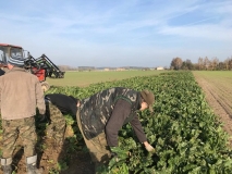 Obsiewanie pasów zaporowych