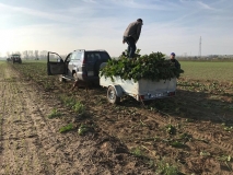 Obsiewanie pasów zaporowych