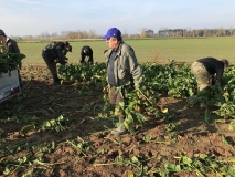 Obsiewanie pasów zaporowych