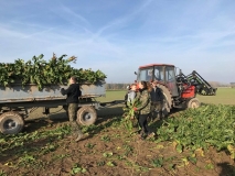 Obsiewanie pasów zaporowych