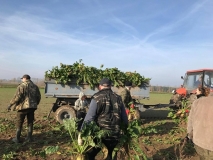 Obsiewanie pasów zaporowych