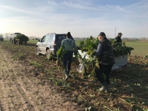 Obsiewanie pasów zaporowych