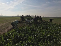 Obsiewanie pasów zaporowych