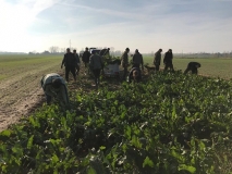 Obsiewanie pasów zaporowych