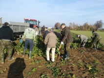 Obsiewanie pasów zaporowych