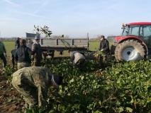 Obsiewanie pasów zaporowych
