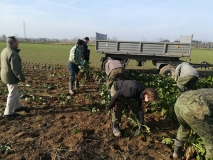 Obsiewanie pasów zaporowych