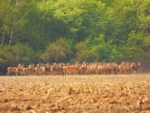Foto: Paweł Poterski