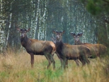 Foto: Paweł Poterski